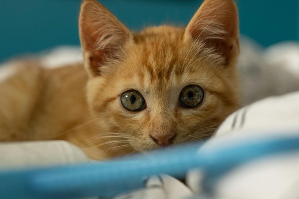 Les sauterelles : des dévoreuses voraces ou des alliées du jardinier ?