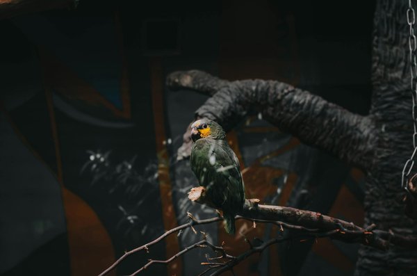 Pourquoi votre chat vous apporte-t-il des proies ?