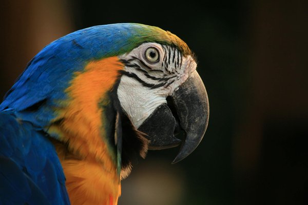 Jouets indestructibles : l'allié parfait pour tous les chiens